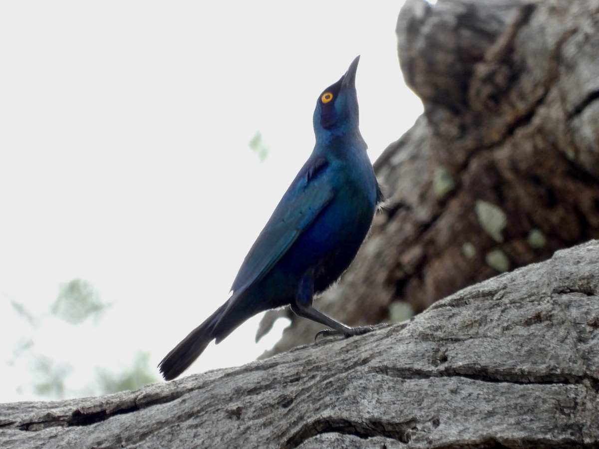 Greater Blue-eared Starling - GARY DOUGLAS