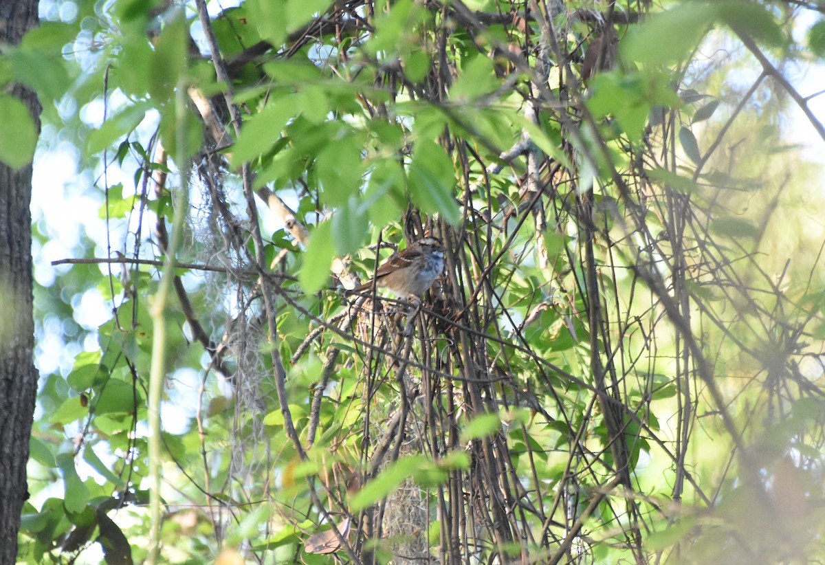 White-throated Sparrow - Thomas Rohtsalu