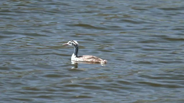 Great Crested Grebe - ML521666811