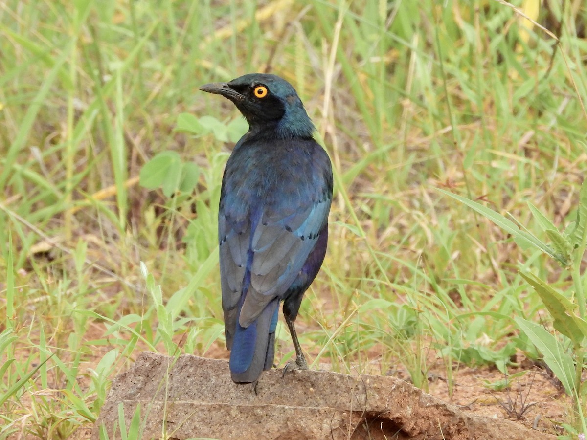 Greater Blue-eared Starling - ML521667741