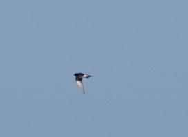 Barn Swallow (Buff-bellied) - ML521673821