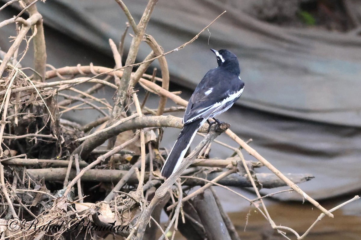 White-browed Wagtail - ML521677841