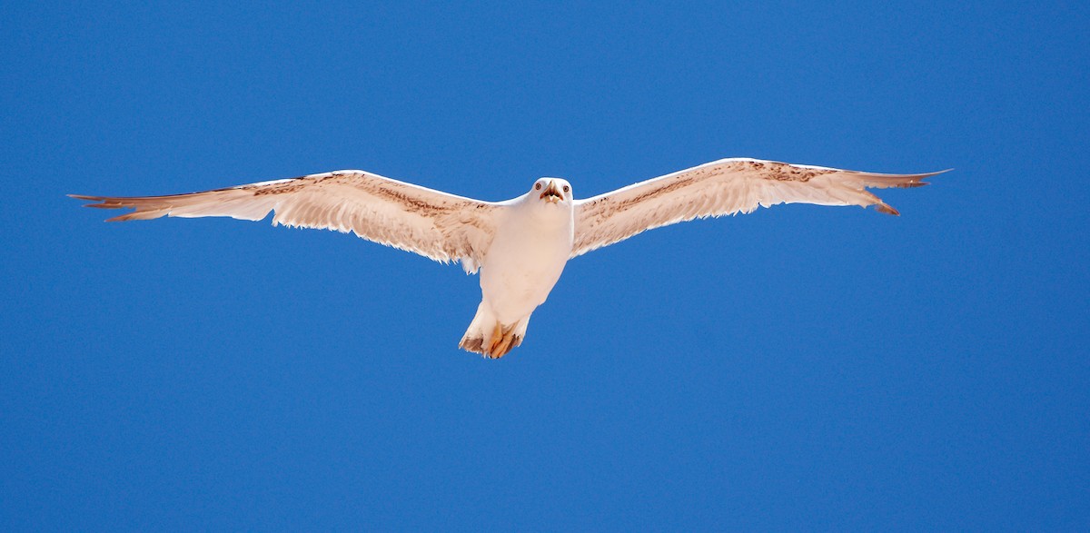 Yellow-legged Gull (michahellis) - ML521682921