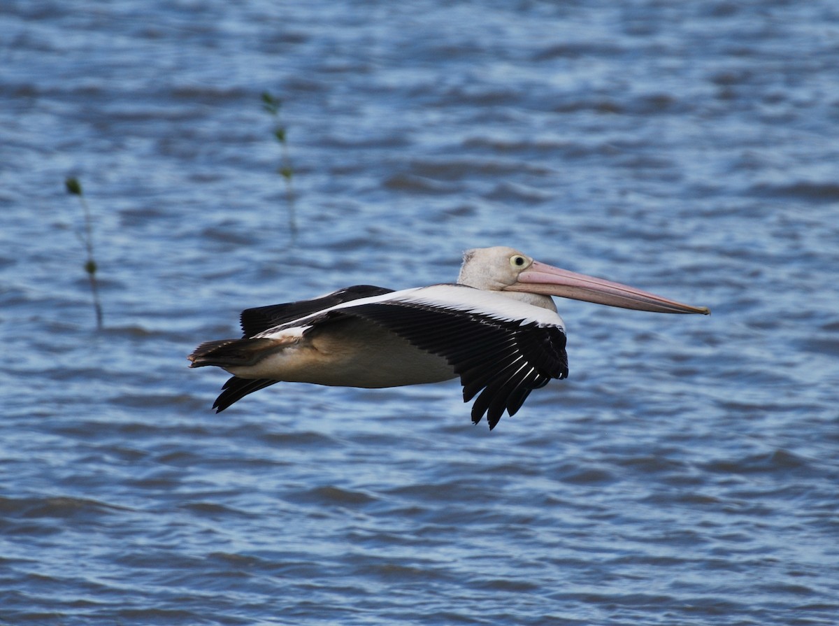 pelikán australský - ML52168551