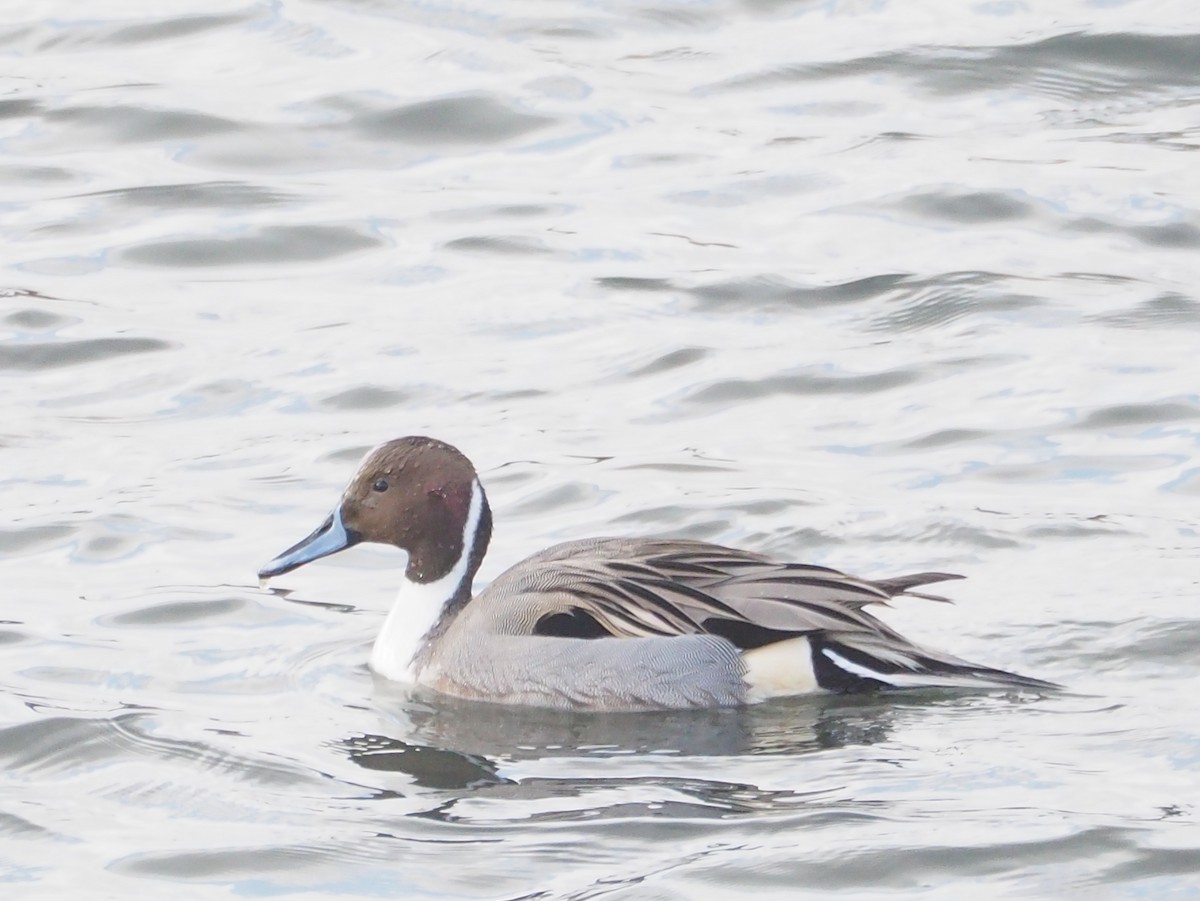 eBird Japan Checklist - 8 Jan 2023 - 松阪市--阿多古川の河口 (Matsusaka--Atago ...