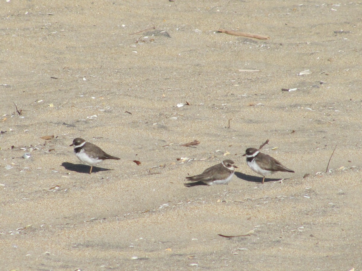 Semipalmated Plover - ML52169541
