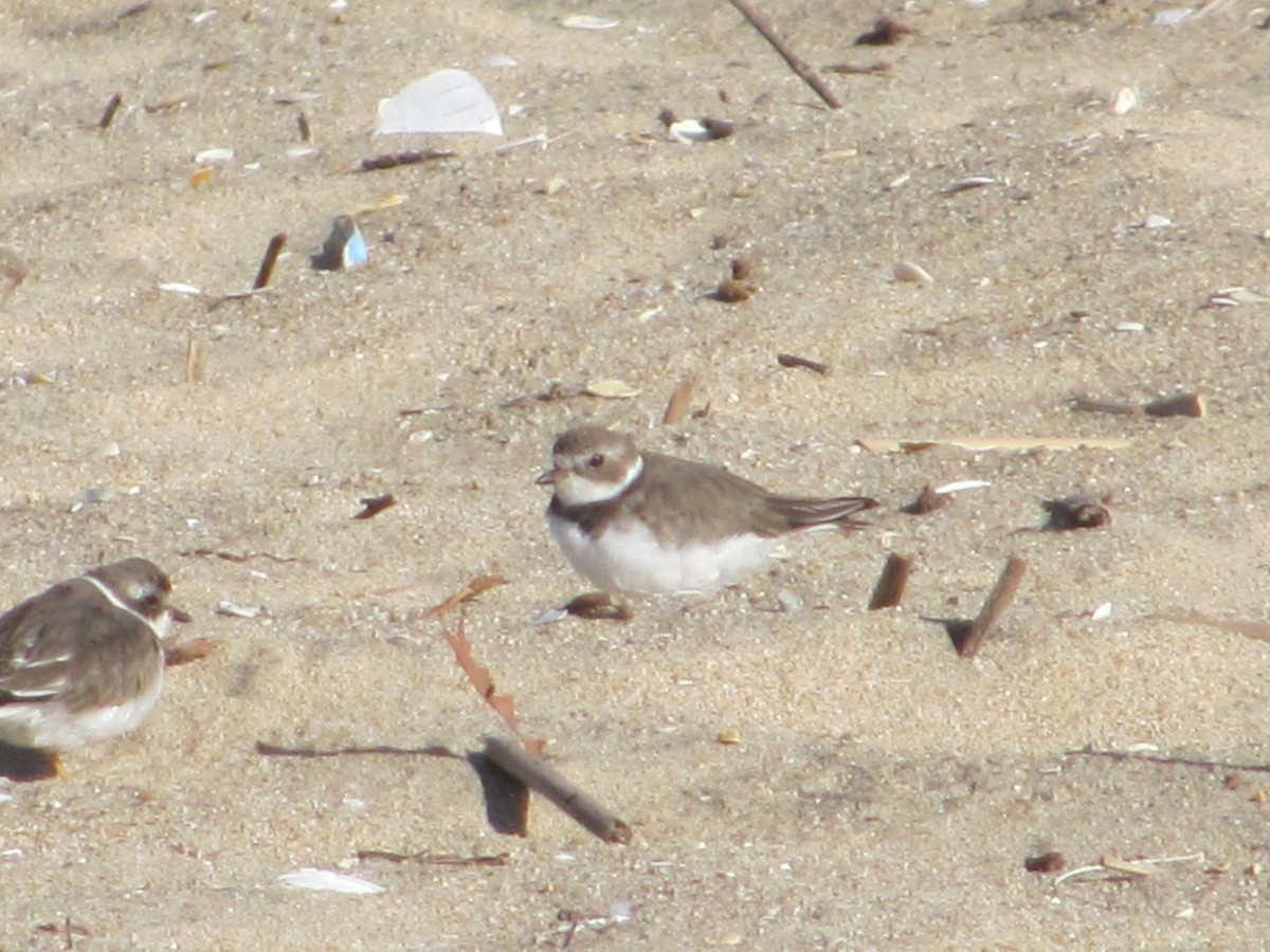Semipalmated Plover - ML52169561