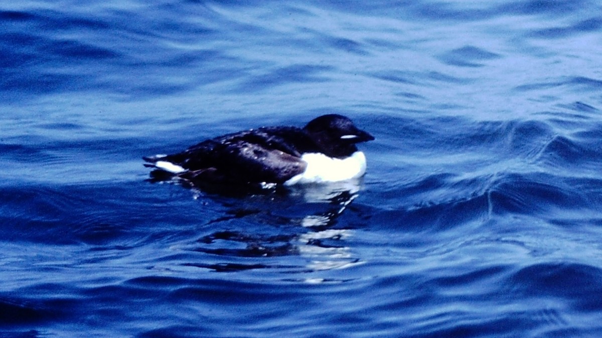 Thick-billed Murre - ML52169711