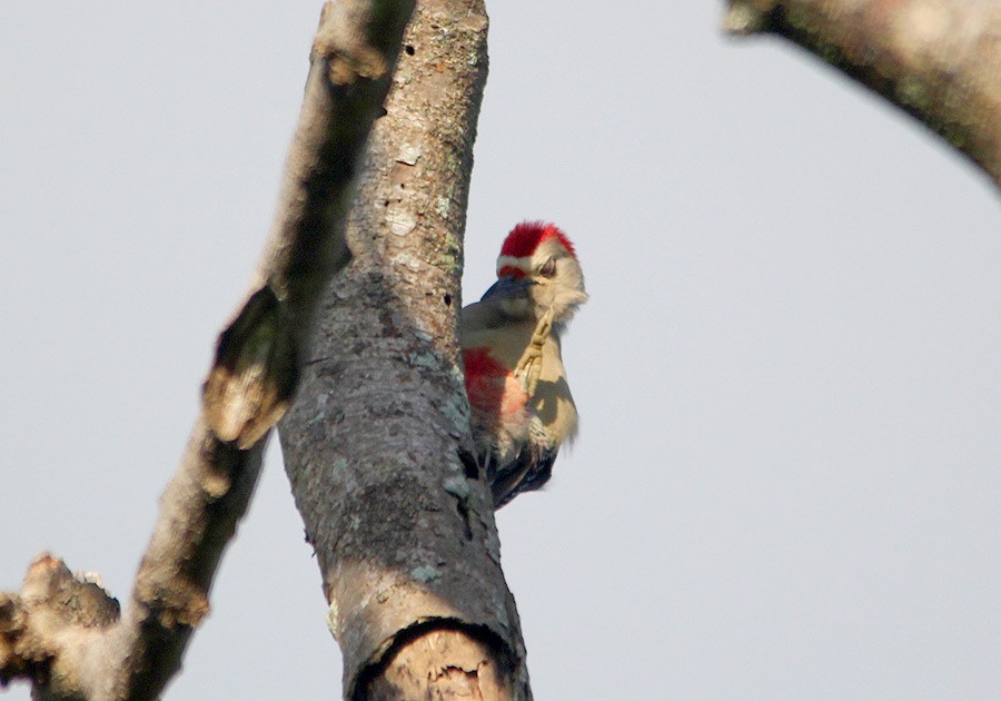 Golden-fronted Woodpecker - Tim Avery
