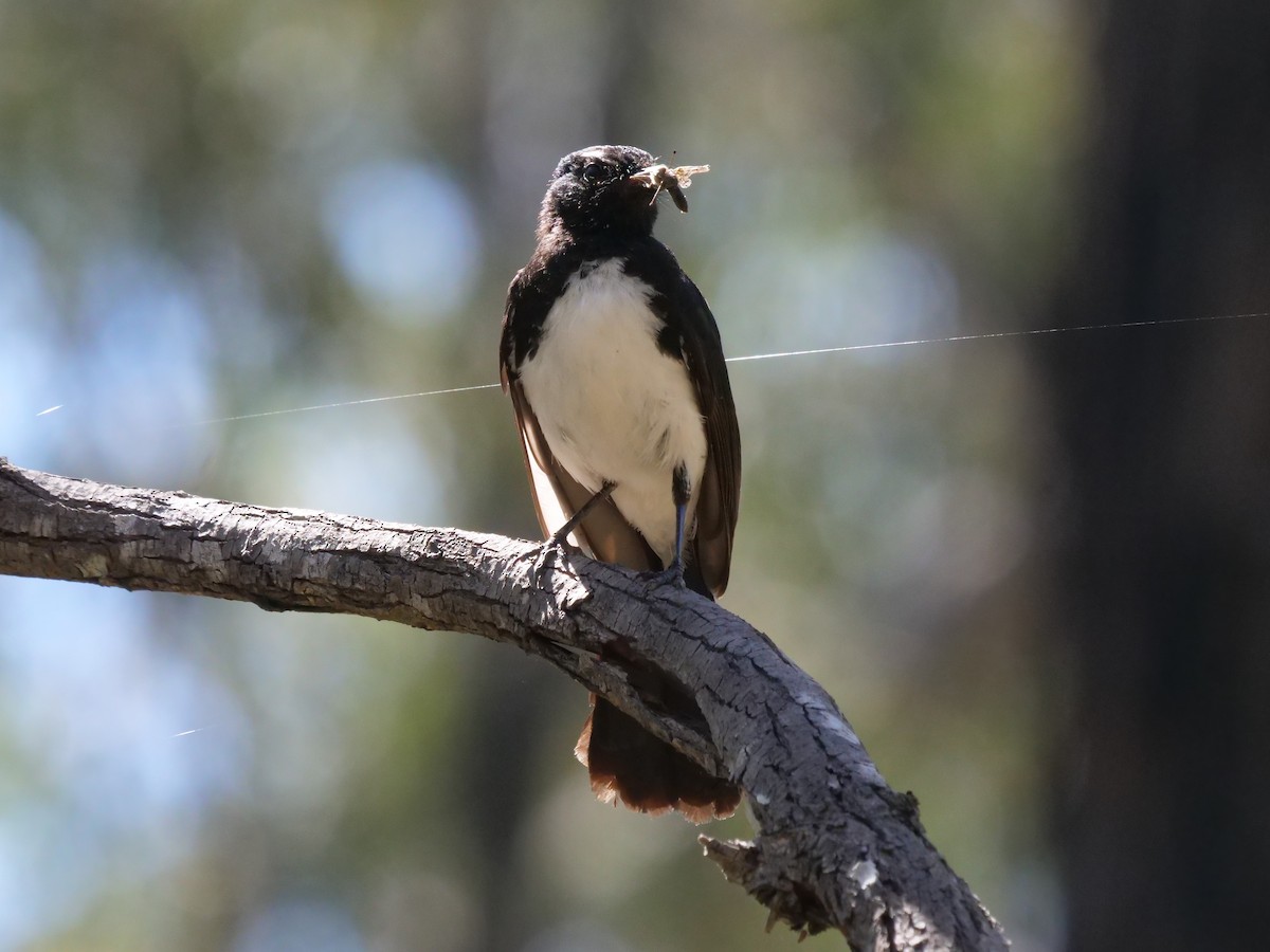 Willie-wagtail - ML521706021