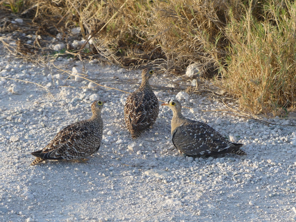 Double-banded Sandgrouse - Stephen McCullers