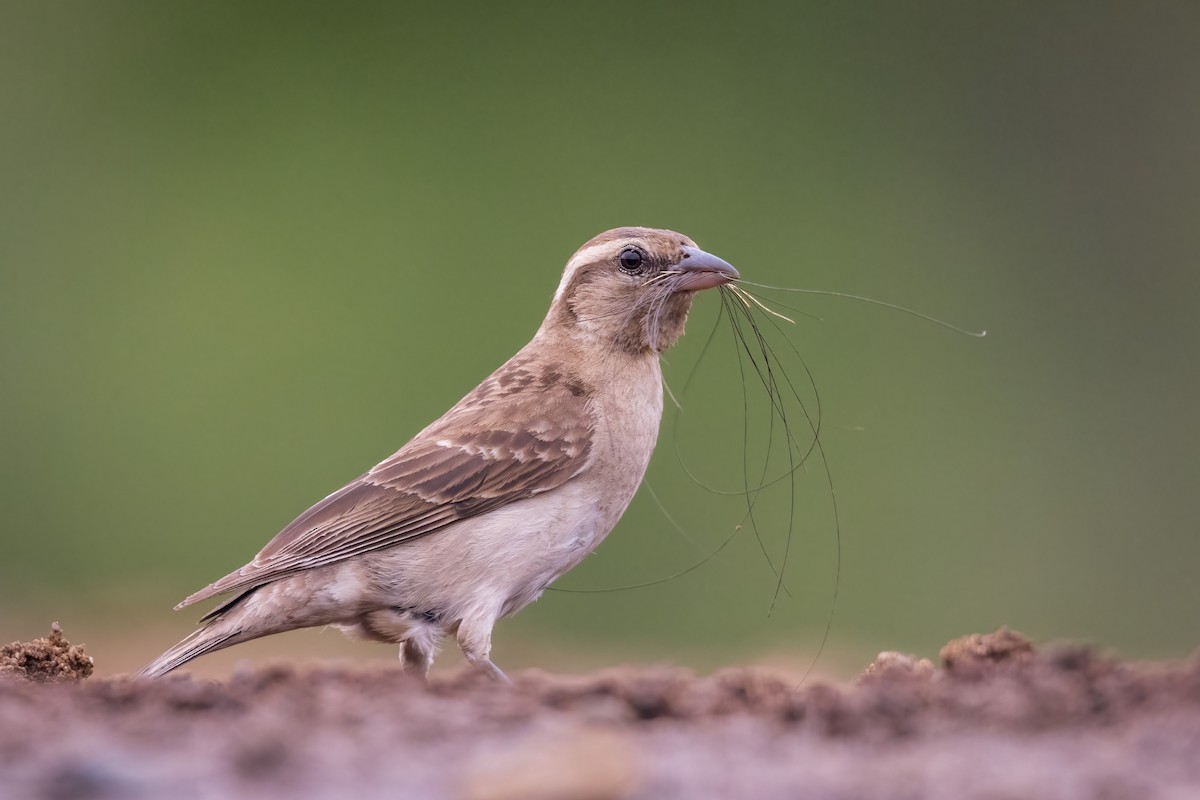 Yellow-throated Bush Sparrow - ML521713371