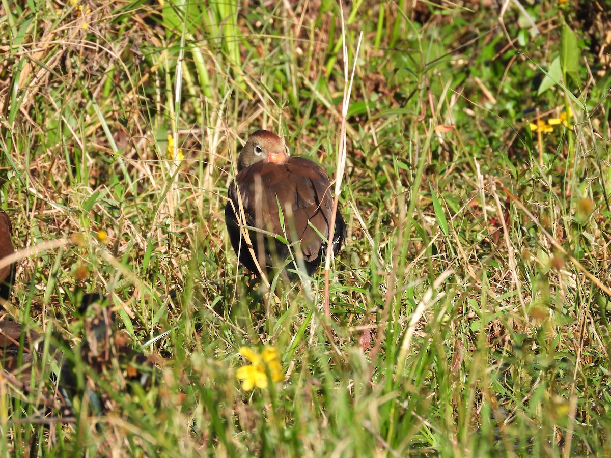 eBird Checklist 6 Jan 2023 Circle B Bar Reserve 39 species