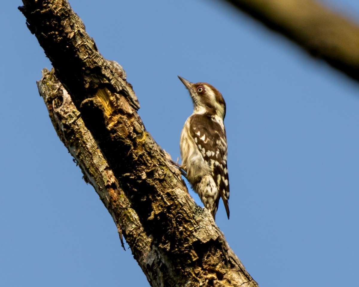 Brown-capped Pygmy Woodpecker - ML521724651