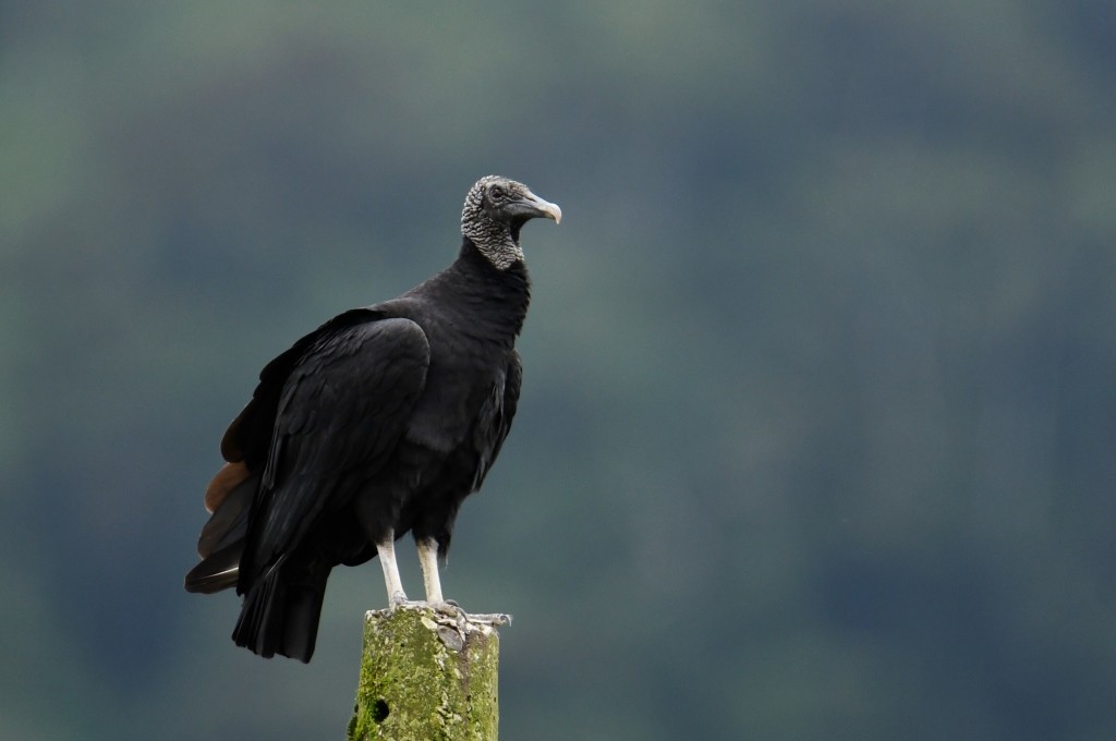 Black Vulture - ML521724971