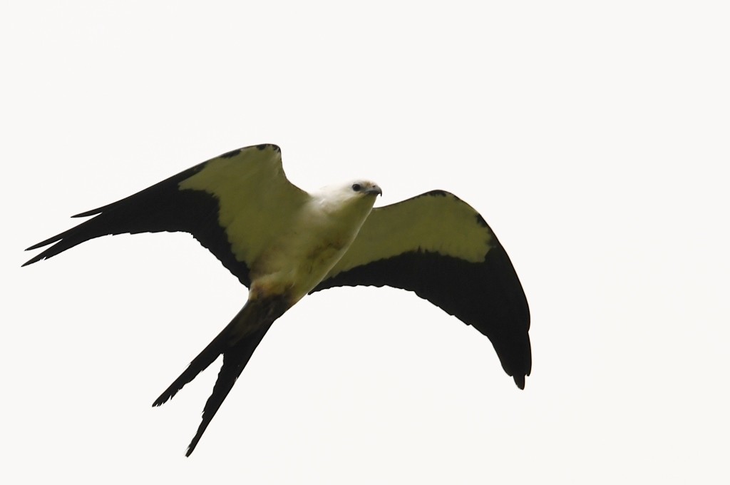 Swallow-tailed Kite - ML521725091