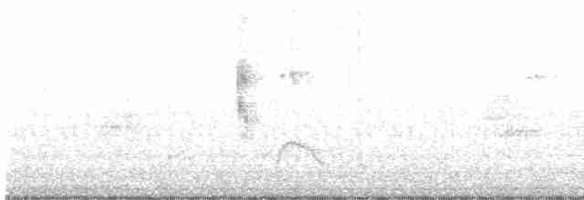 Canard siffleur - ML521725251