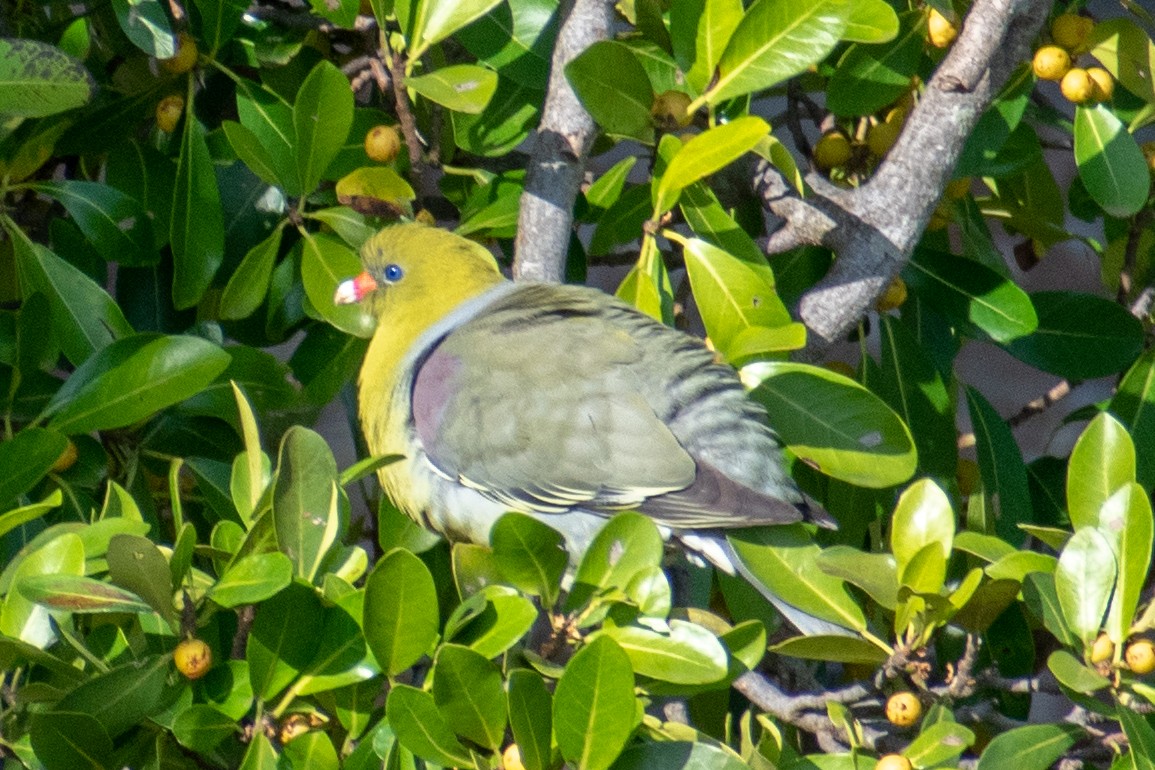 African Green-Pigeon - ML521725291