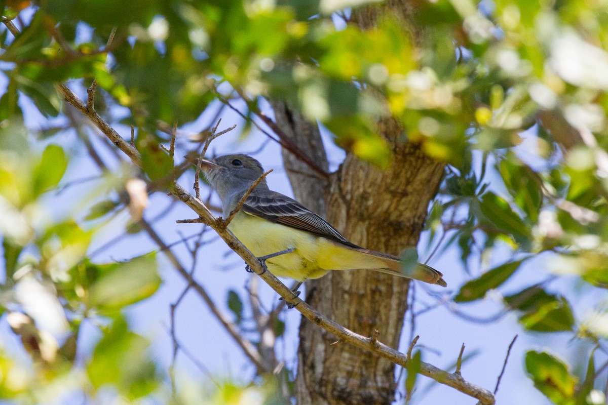 Great Crested Flycatcher - ML52172761