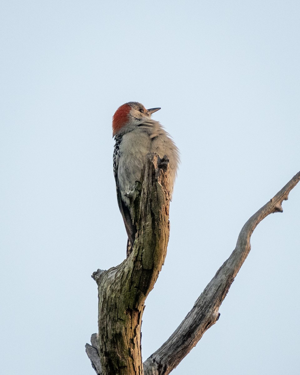 Red-bellied Woodpecker - ML521728431
