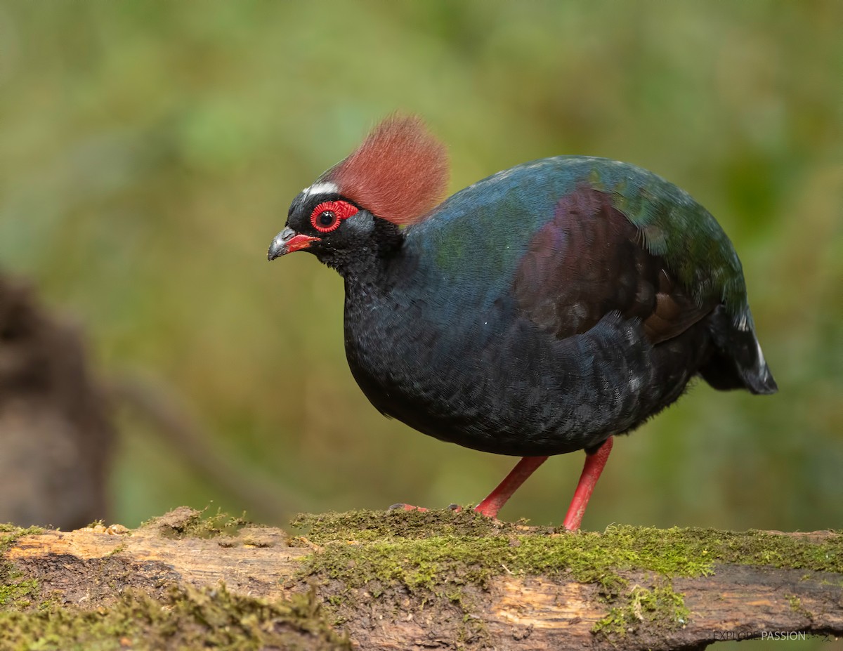 Crested Partridge - Wai Loon Wong