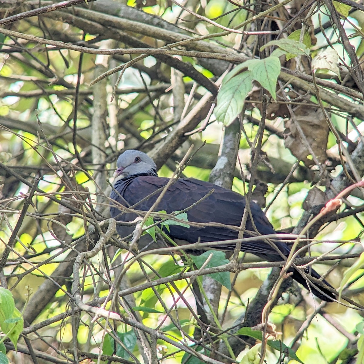 Nilgiri Wood-Pigeon - ML521734791