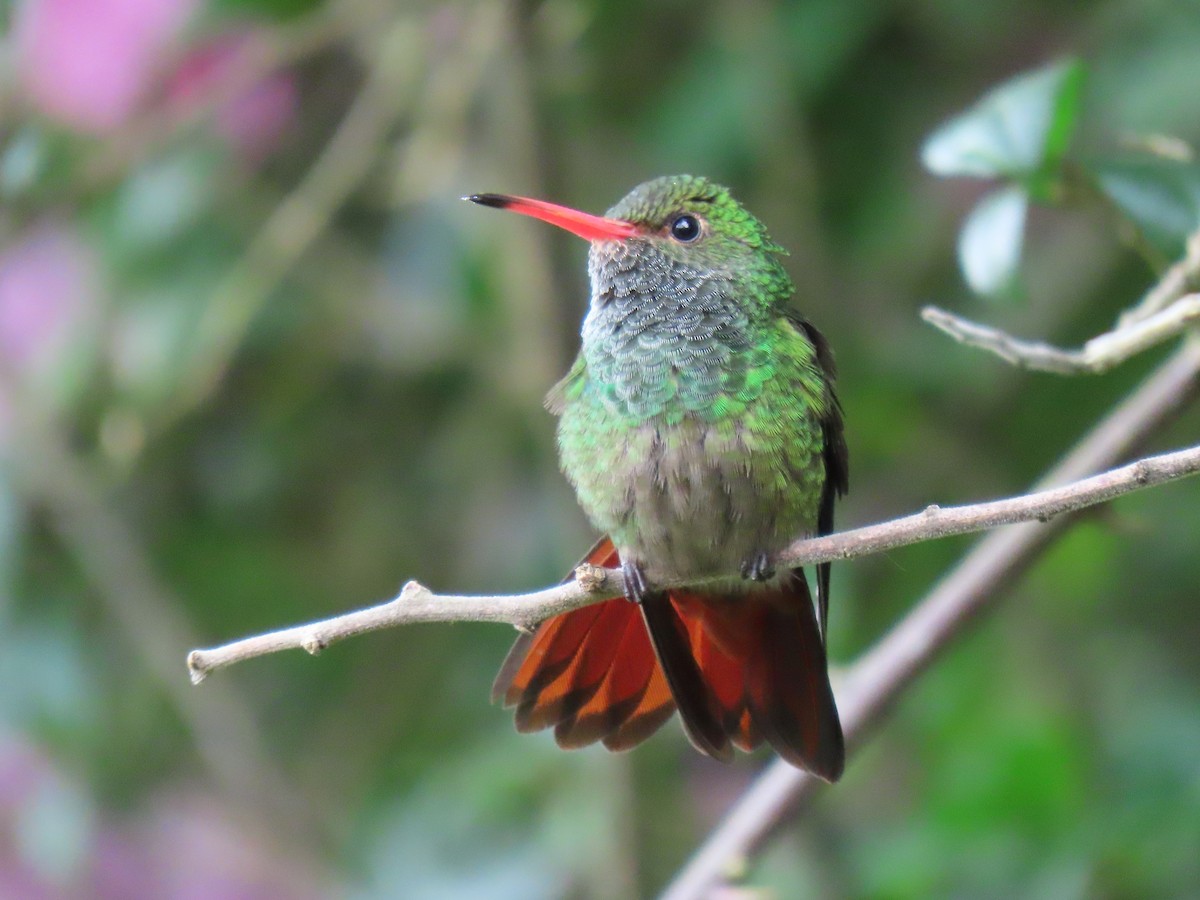 Rufous-tailed Hummingbird - ML521738351