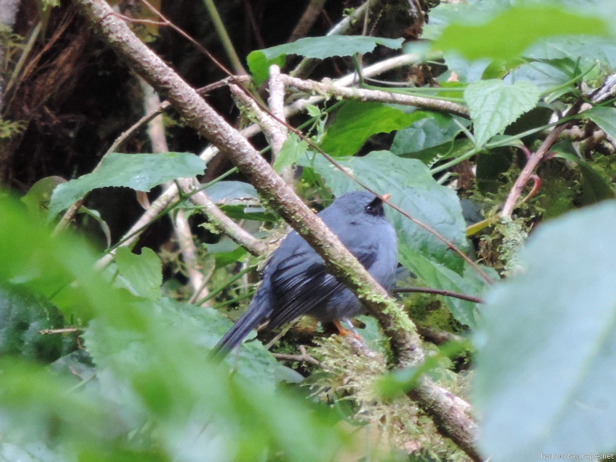 Black-faced Solitaire - ML521741251