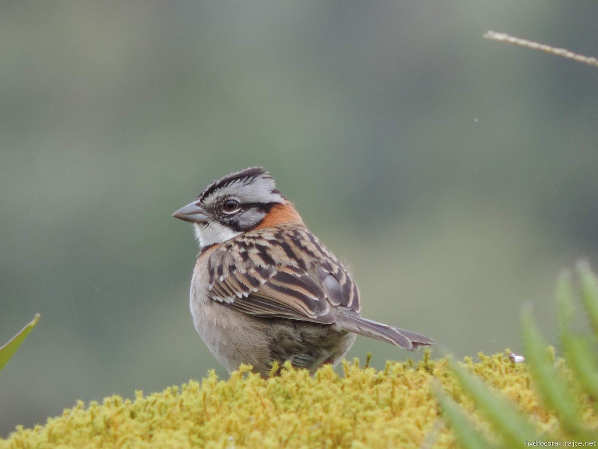 Rufous-collared Sparrow - Radek Nesvačil