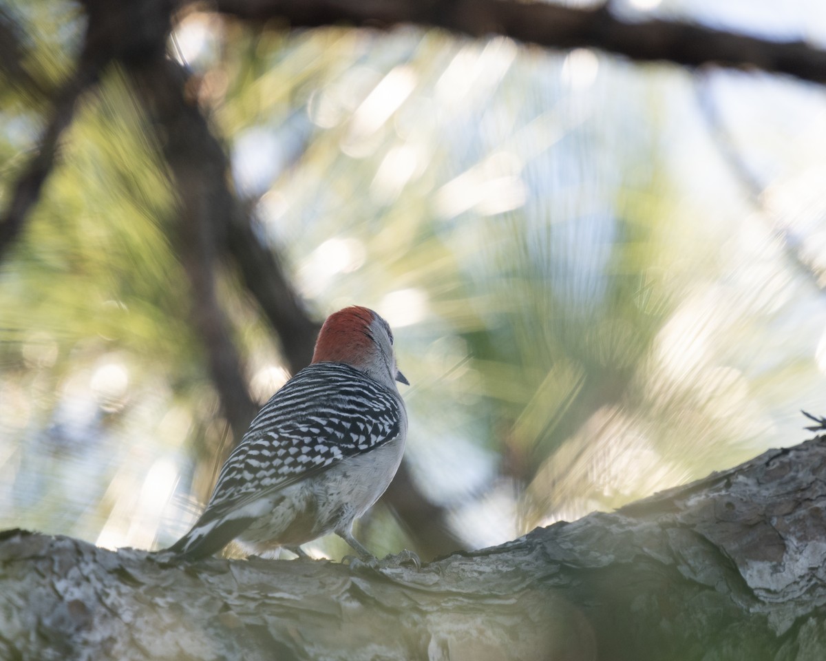 Red-bellied Woodpecker - ML521745601