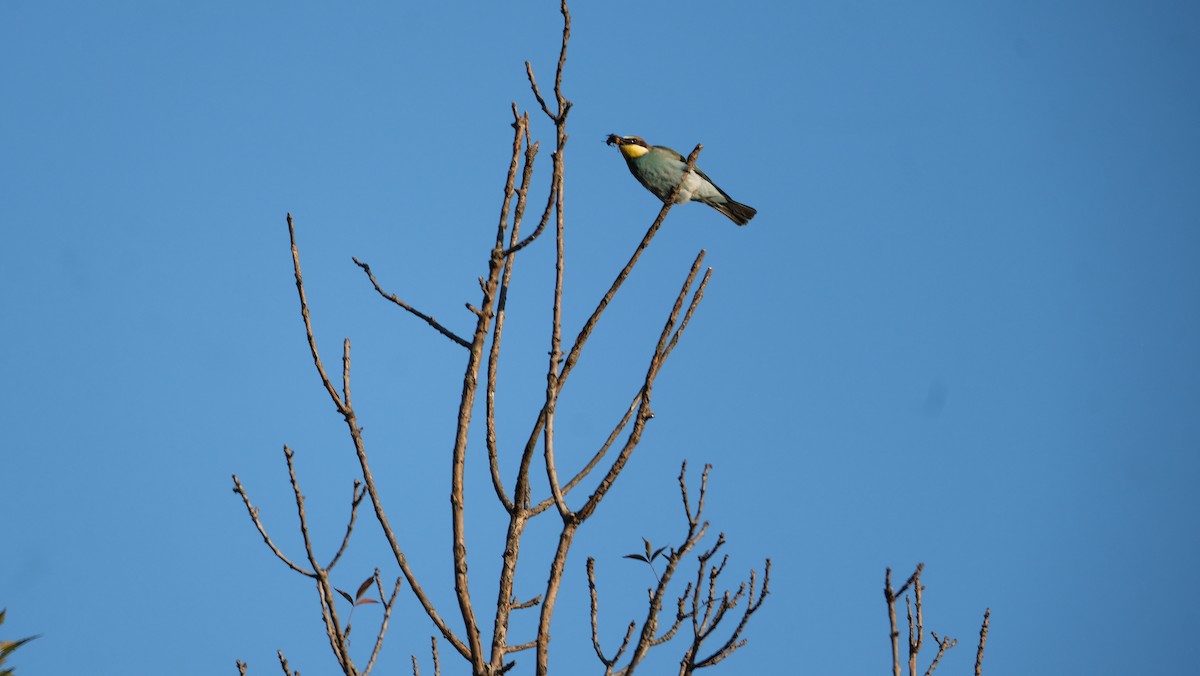 European Bee-eater - ML521746361