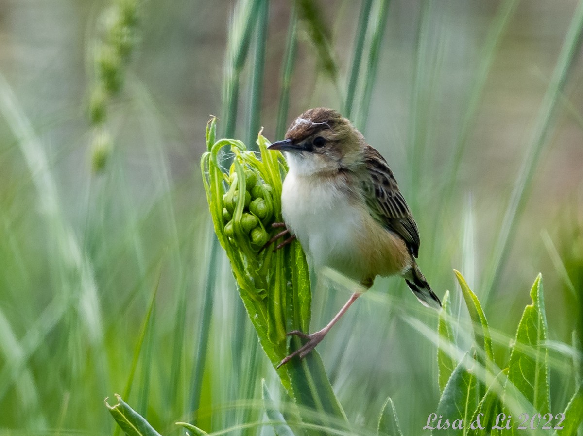 Wing-snapping Cisticola - ML521746731