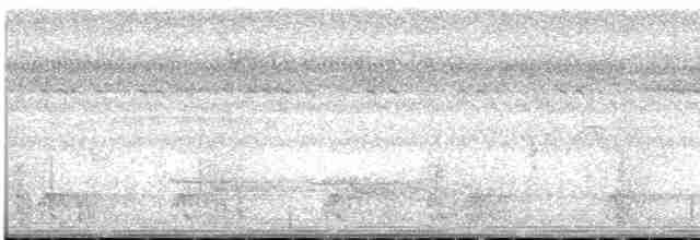  - Pinon's Imperial-Pigeon