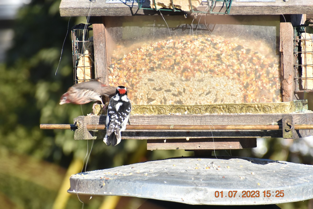 Hairy Woodpecker - ML521757771