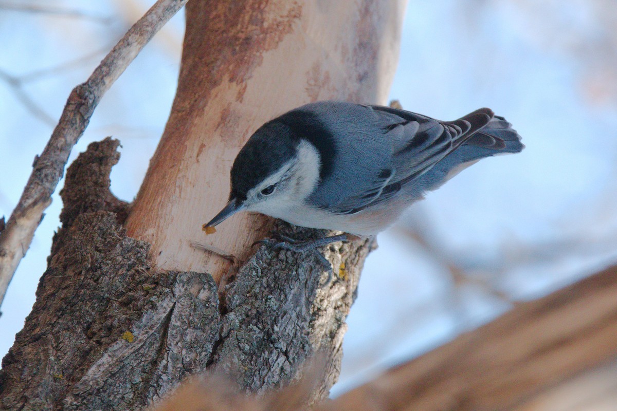 White-breasted Nuthatch - ML521759111