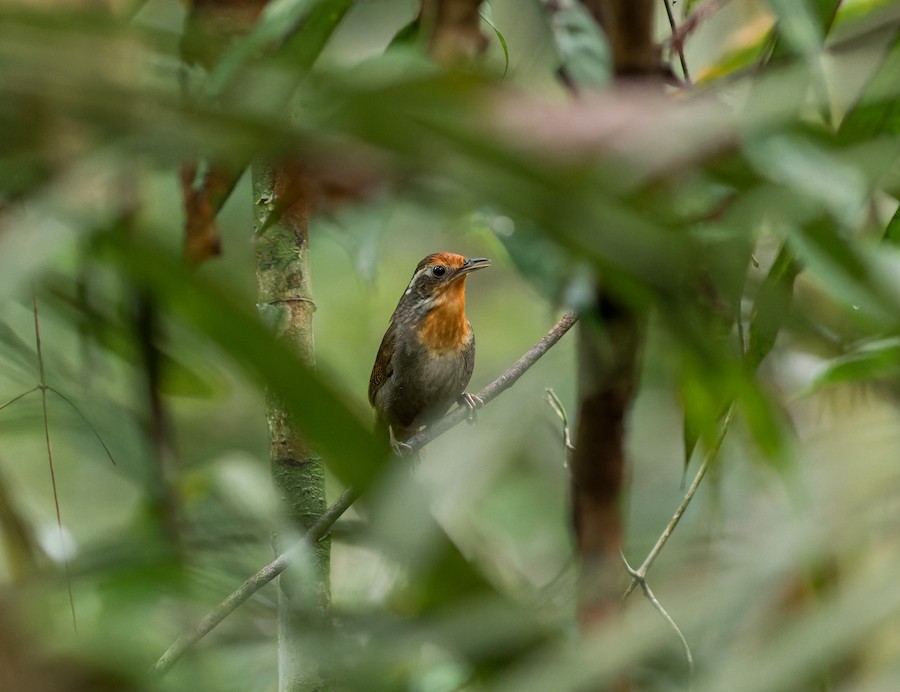 Musician Wren (Gray-flanked) - eBird