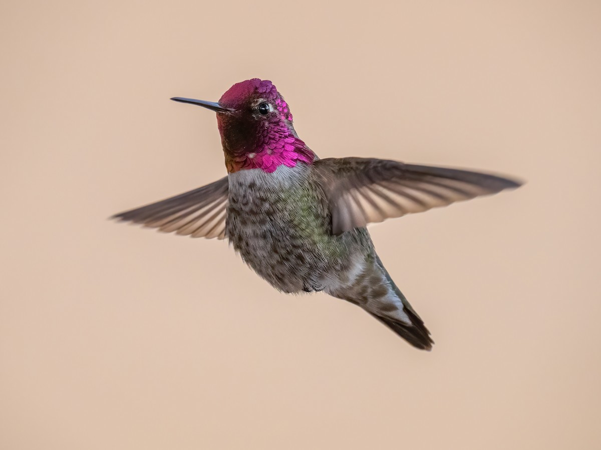 Anna's Hummingbird - Chris Thomas