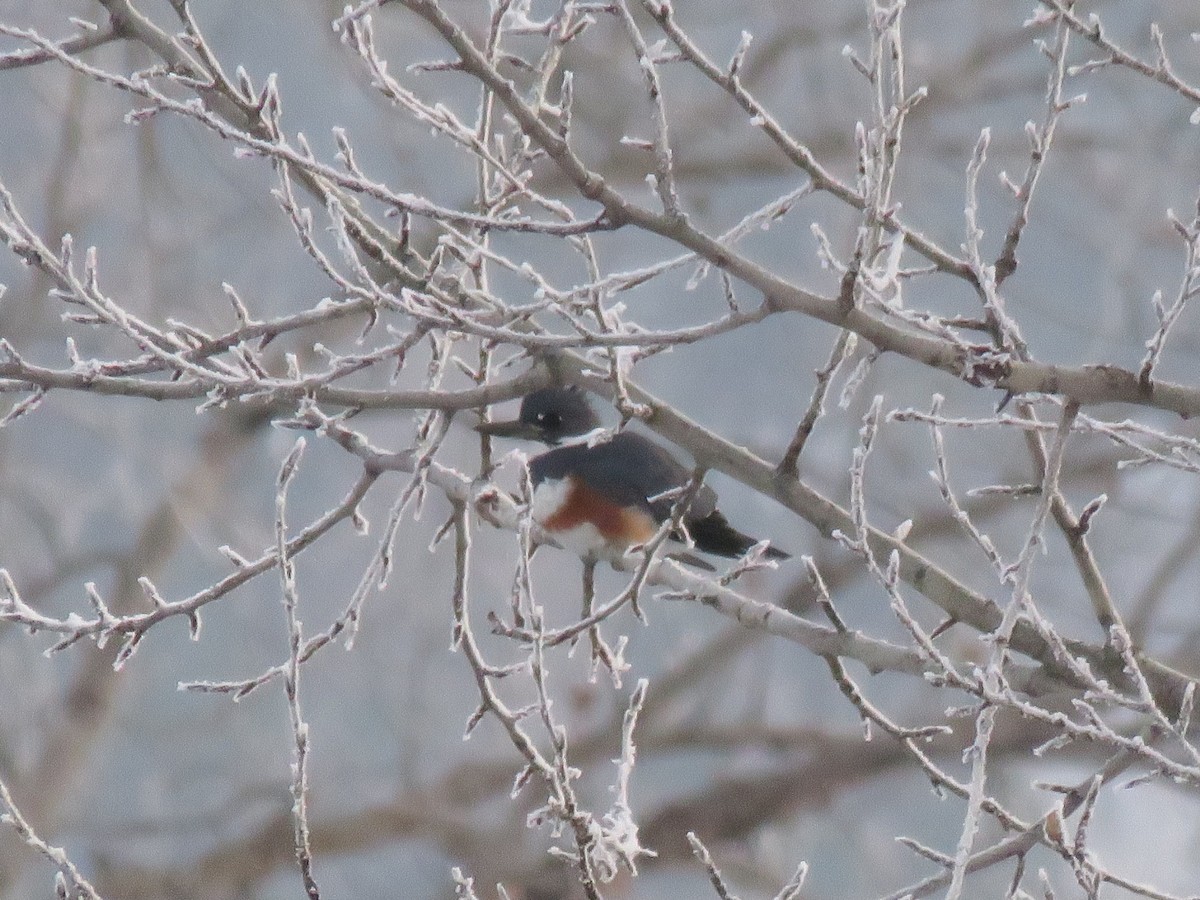 Belted Kingfisher - ML521763741
