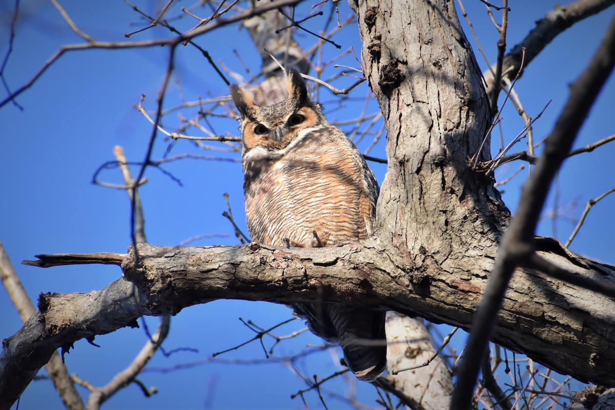 Great Horned Owl - ML521764861