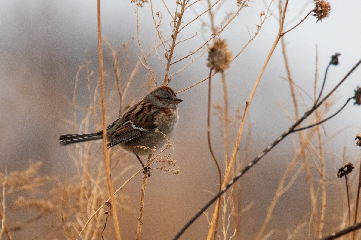 American Tree Sparrow - ML521766051