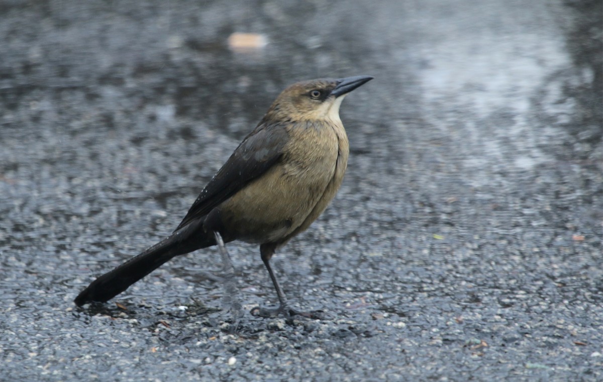 Great-tailed Grackle (Western) - ML521769171