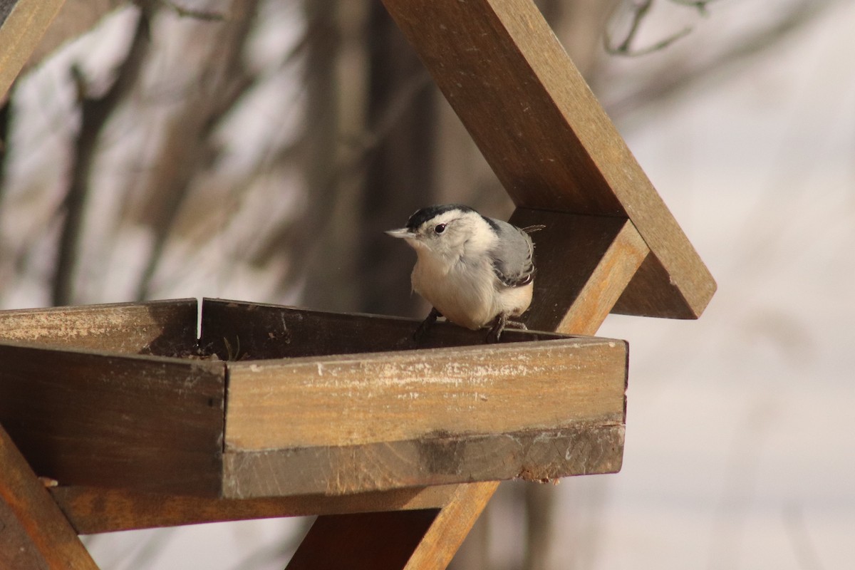 White-breasted Nuthatch - ML521770251
