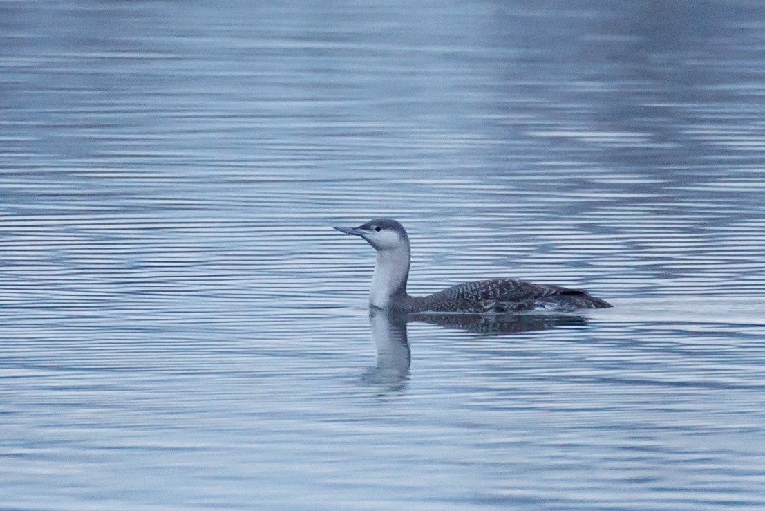 Red-throated Loon - ML521779291