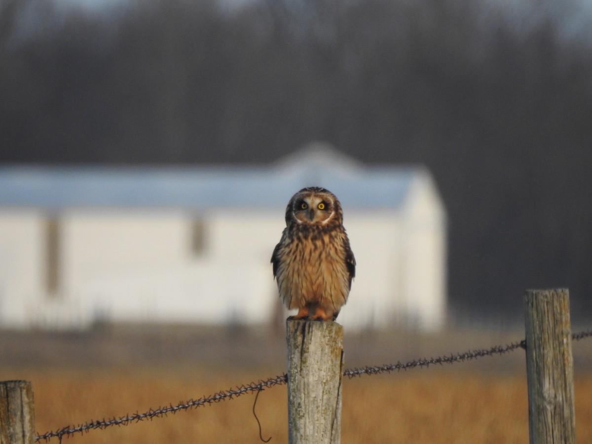 Short-eared Owl - ML521787171