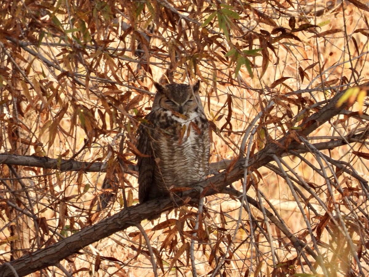 eBird Checklist - 8 Jan 2023 - Rio Salado Project - 40 species