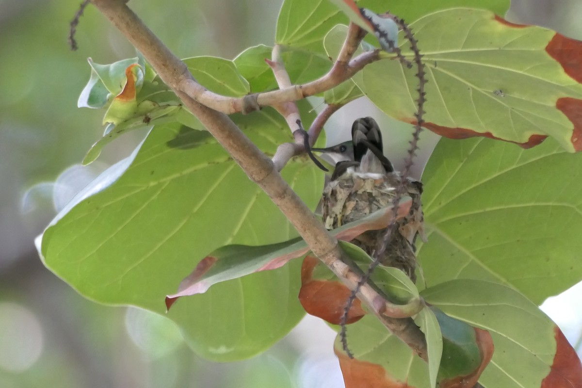 Antillean Crested Hummingbird - ML521787561
