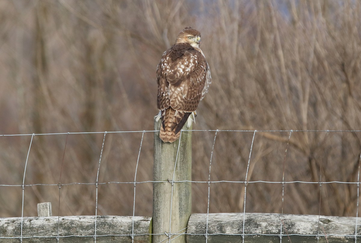 Red-tailed Hawk - ML521790691