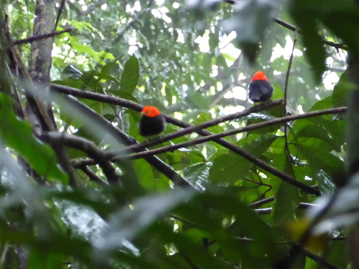 Red-capped Manakin - ML52179101