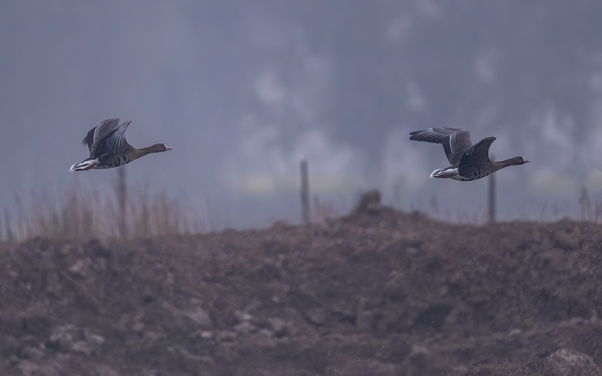Greater White-fronted Goose - ML521792091