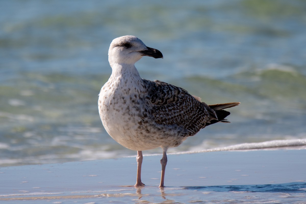 Great Black-backed Gull - Perry Doggrell